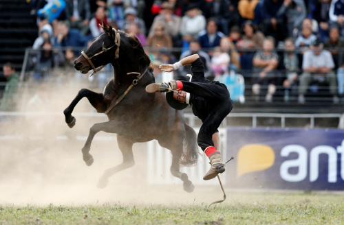 乌拉圭驯马赛上演"人仰马翻" 惊险刺激(图)