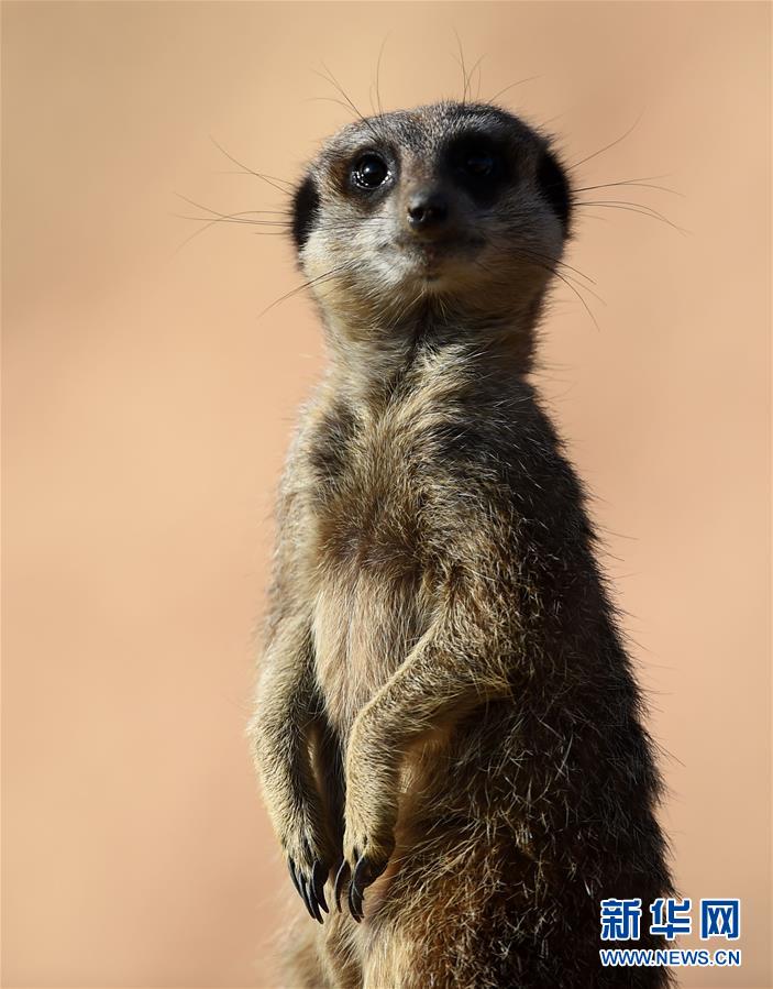 法国博瓦尔动物园