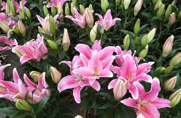 家里养这种花 让你分分钟变秃头