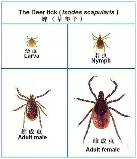 这种小小的夺命虫又进入活跃期被它咬住后千万别生拉硬拽