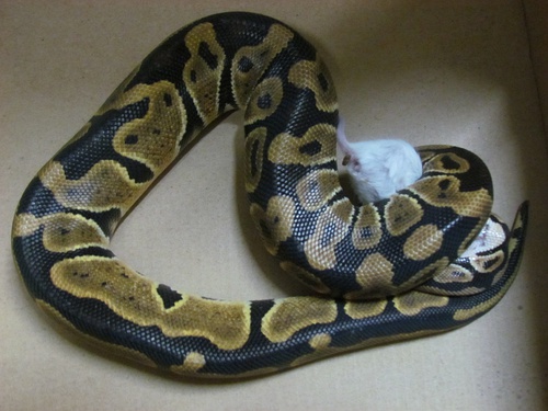 21 女大学生宿舍养蛇每天喂老鼠 有室友为此被逼走