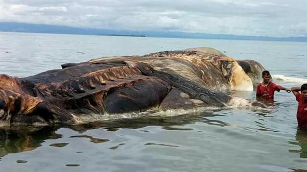 海上漂来15米巨型不明生物:血水染海阵阵恶臭