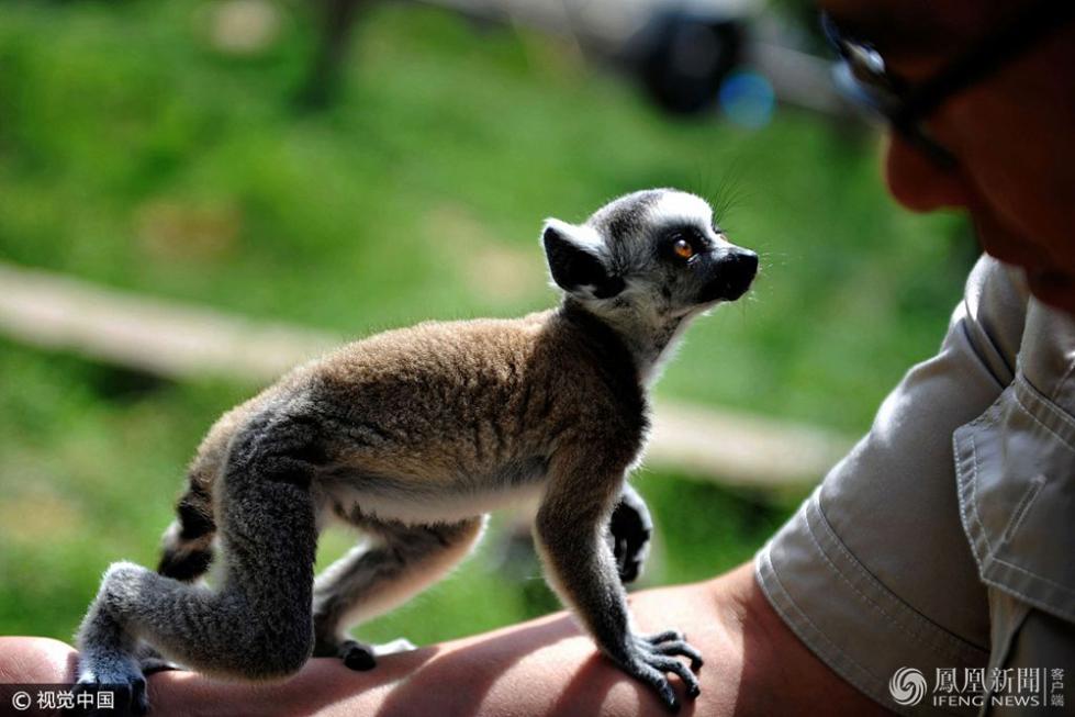 新生环尾狐猴把头探进瞅瞅