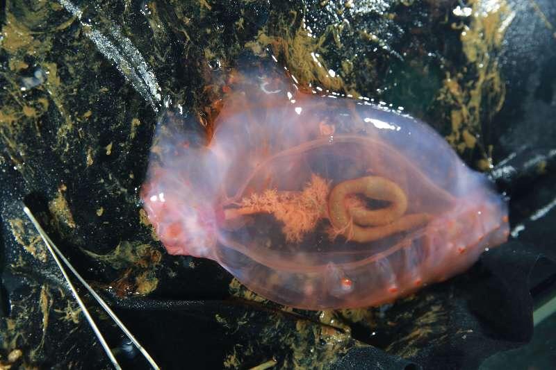 3"蛟龙"号采集大量海底生物样品 含未知物种