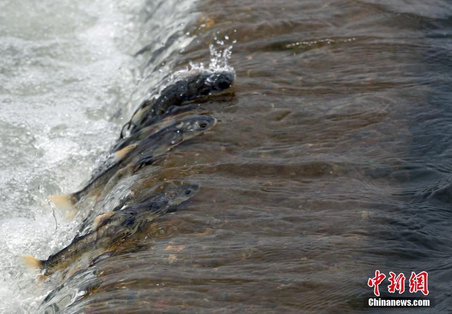 9 青海湖湟鱼进入洄游季