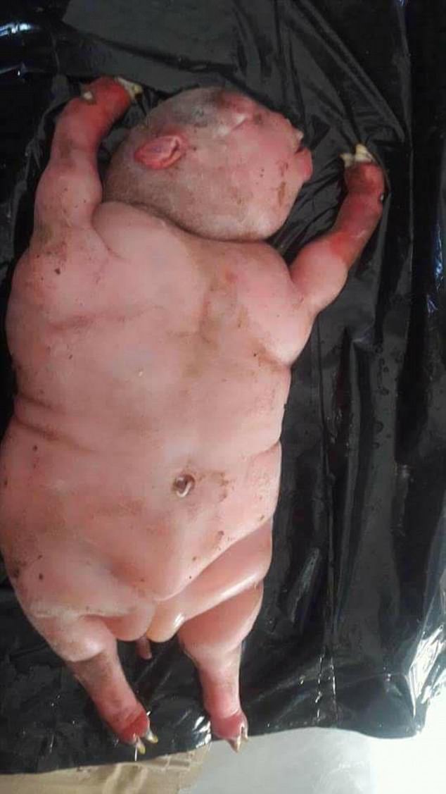 恐慌南非农庄惊现羊身人脸地狱怪胎