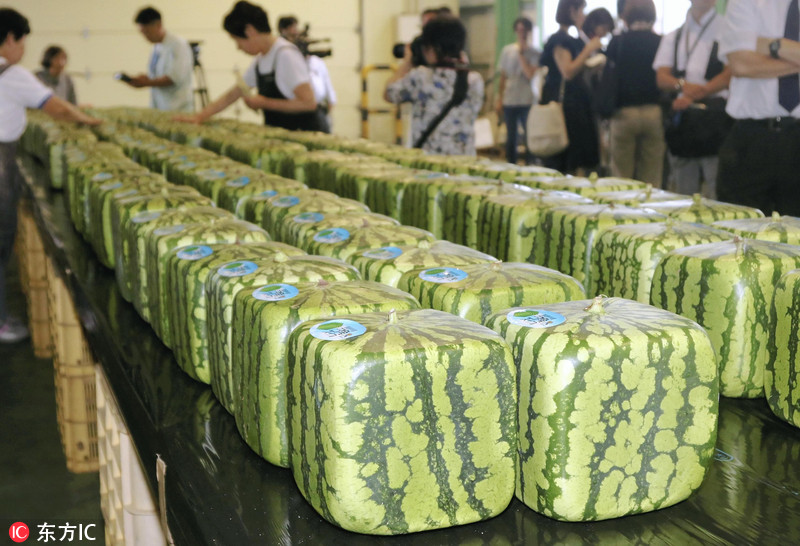 4 日本特产方形西瓜上市 标价超过90美元