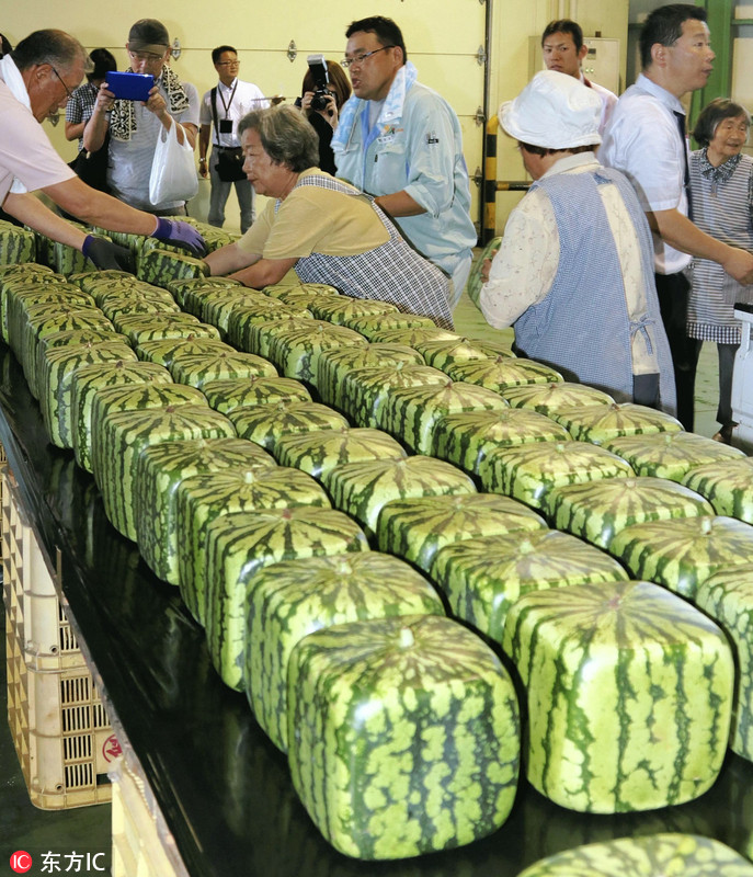 4 日本特产方形西瓜上市 标价超过90美元