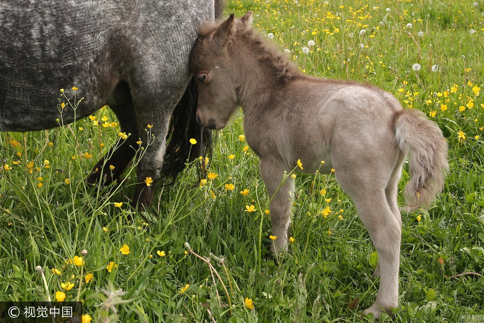 俄降生超迷你小马驹出生时身高仅30厘米