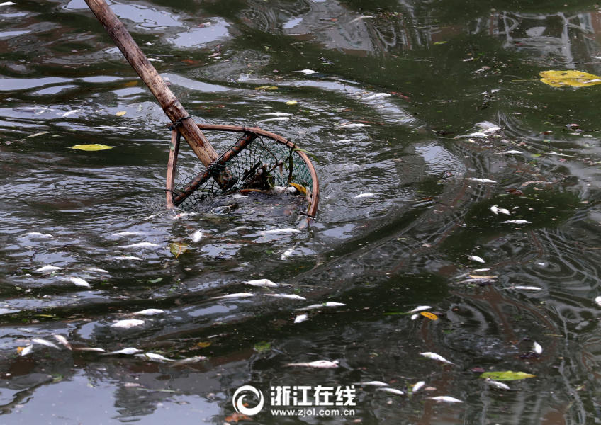 7 天熱缺氧 杭州上塘河現大面積死魚