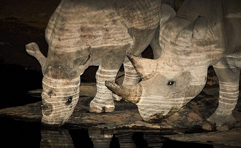 3 非洲黑犀牛夜间饮水 身披光影宛如画