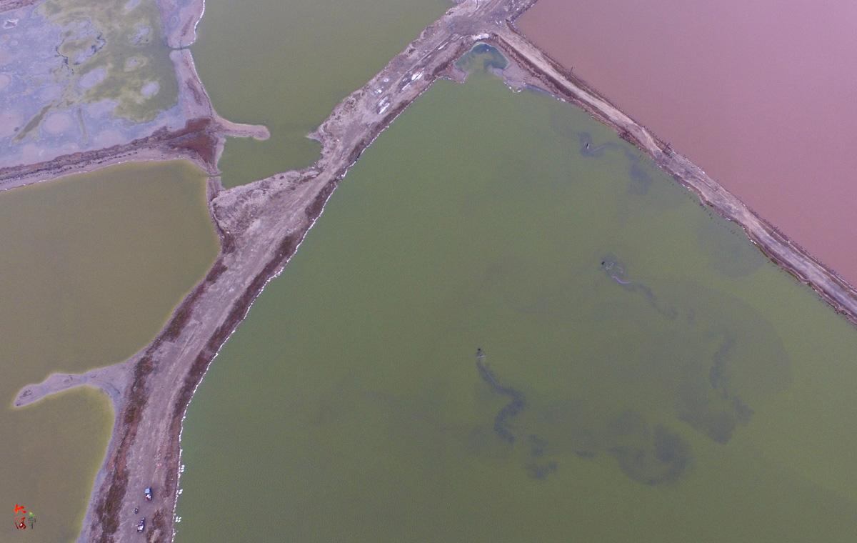 卤虫是虾类幼体的最佳饲料,在渔业养殖中广泛使用,所以每天清晨都有上