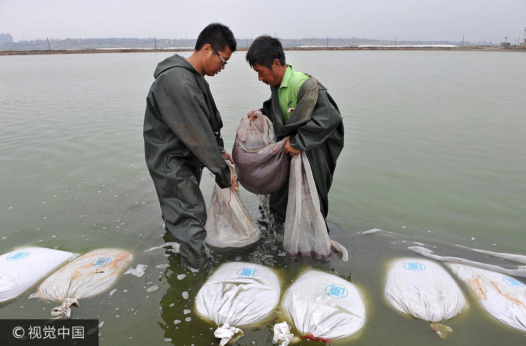 日,在山西运城的千年盐湖里,一名捞虫人正在湖水中拉着捞虫网捞取卤虫