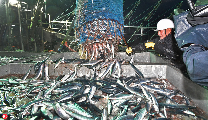 日本北海道迎来秋刀鱼开渔季渔民喜获丰收
