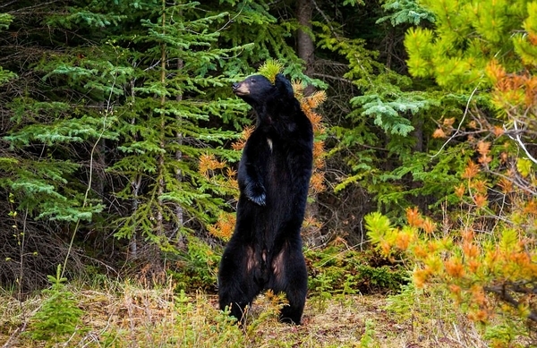 加黑熊森林里跳舞神似"摇摆舞之王"经典动作