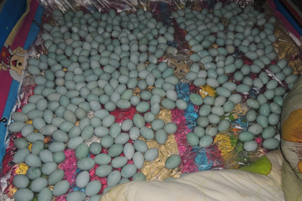 5人驾车千里 猎捕苍鹭幼鸟27只蛋451枚