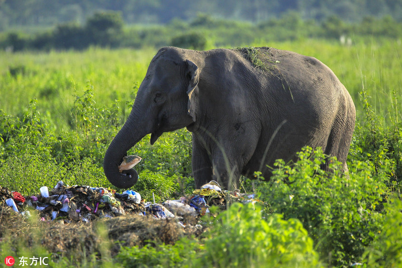 心疼印度大象以垃圾为食环境污染令人心忧