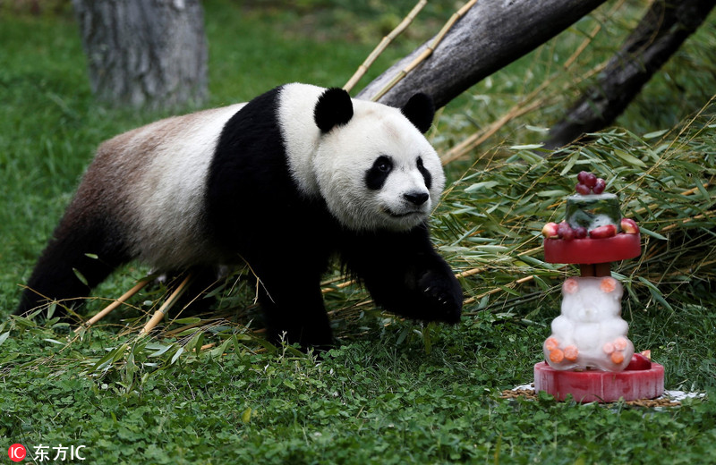 6 旅居西班牙大熊猫竹莉娜迎首个生日 享用美味蛋糕