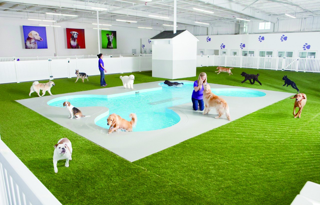 “豪华动物旅馆” 纽约宠物航站楼超级奢