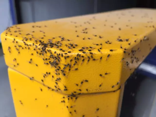 密恐慎入!哈尔滨街头漫天小飞虫 专家:别穿黄衣服