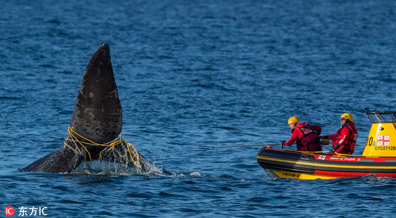 巨鲸被捕鱼绳缠住救援人员惊险解救