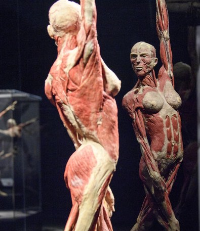 瑞士举办世界人体标本展揭人体奥秘