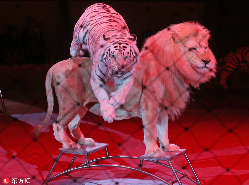 9 俄罗斯马戏团表演彩排 老虎排排坐温顺又逗乐
