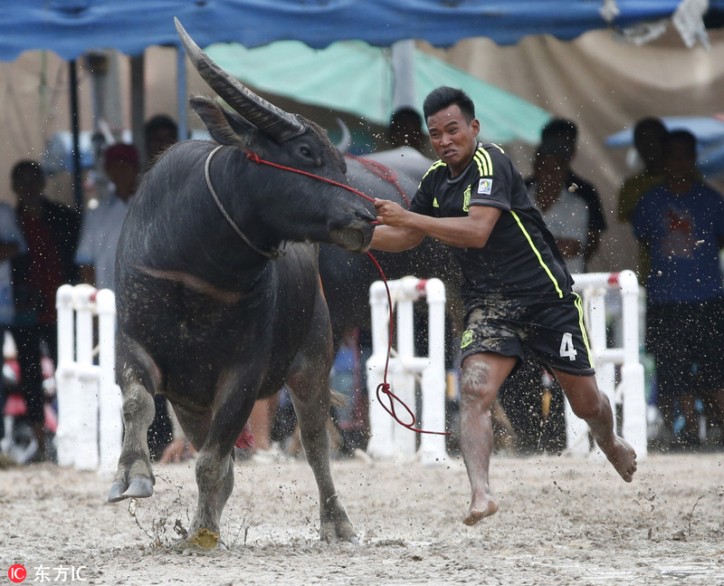 4 泰国上演传统骑水牛比赛 庆祝水稻大丰收
