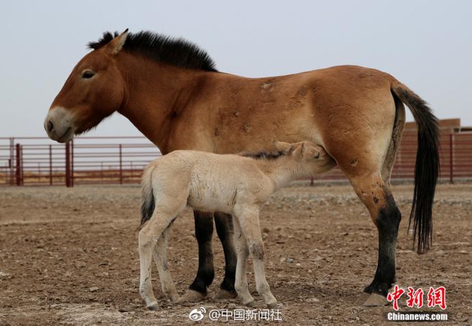 7 比熊貓還稀少!