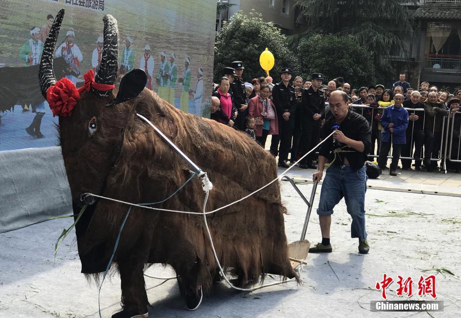 6 "千人玩牛"大赛开赛 15支队伍"带牛"角逐