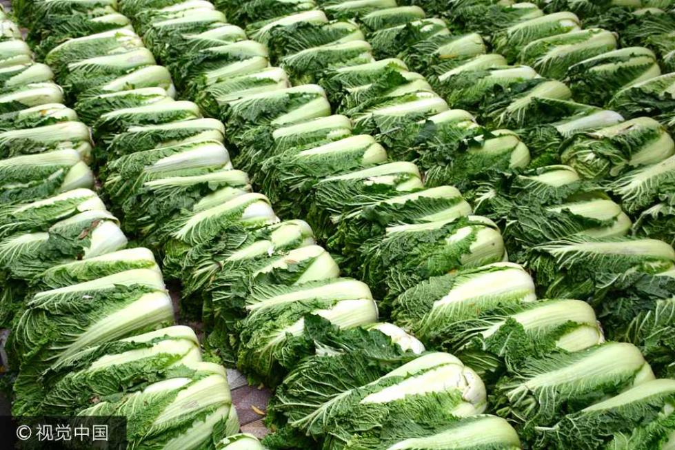 5 东北街头晾晒大白菜成街景