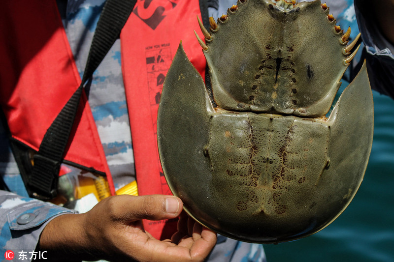 人称之为"马蹄蟹",是一类与三叶虫 (现在只有化石)一样古老的动物