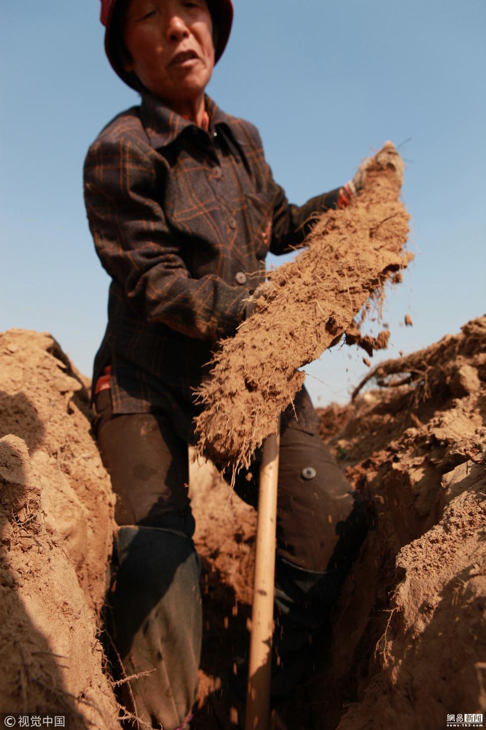 5 六旬大妈卖苦力挖山药 日收入仅100元