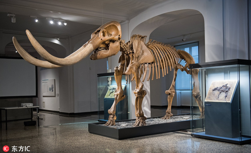 3 德国出土史前马罕见完整化石 距今4700万年