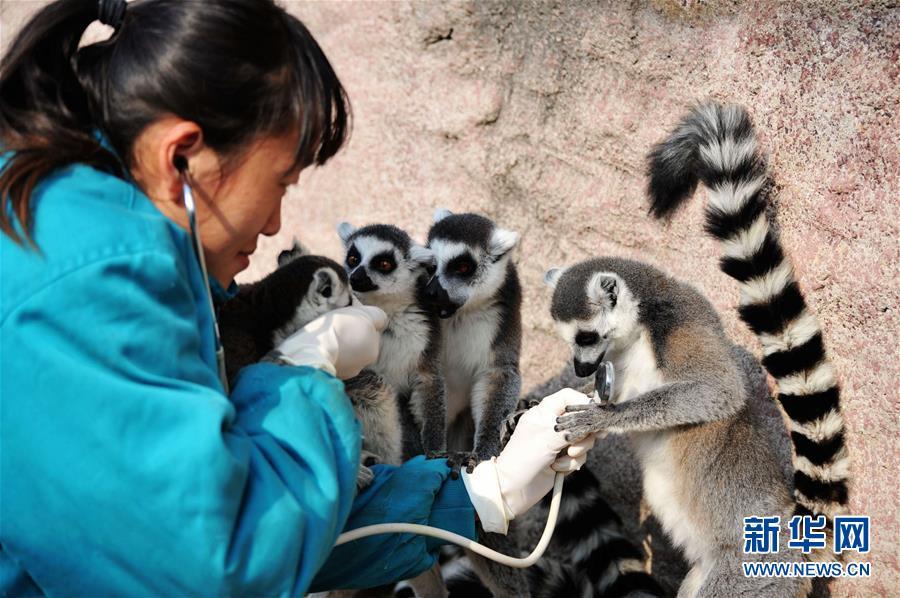 3 山東青島:動物體檢過寒冬