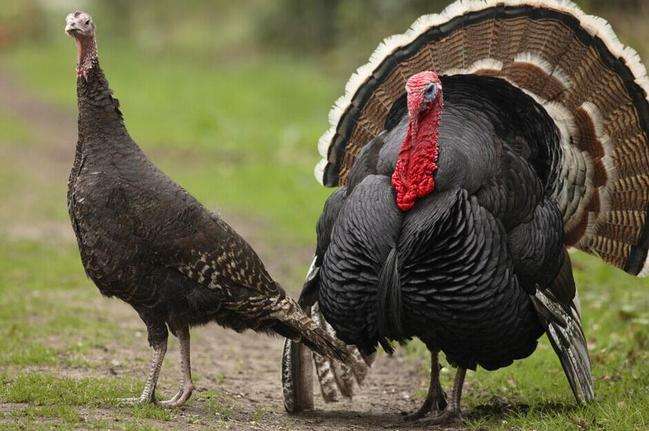 今天火鸡的体重是1960年的两倍