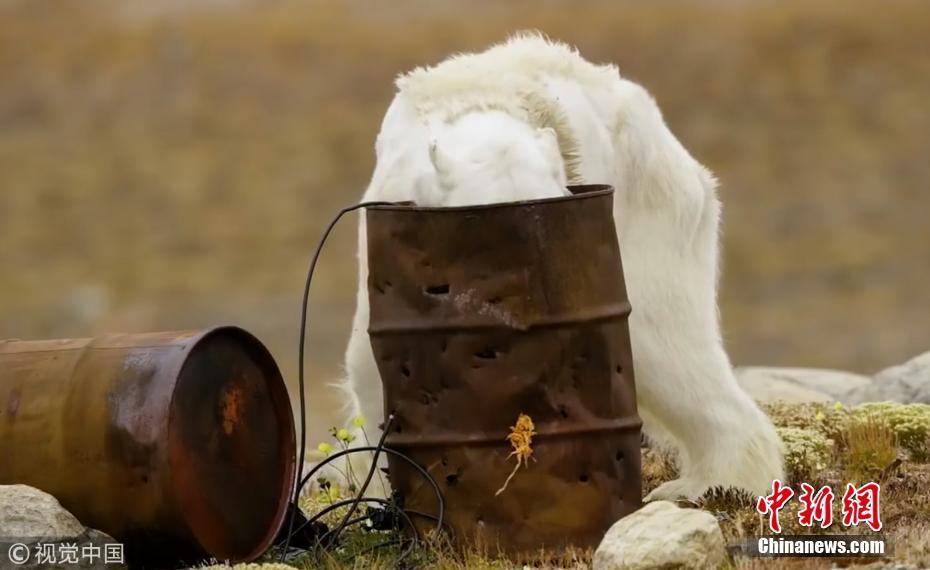 3 北极熊骨瘦如柴 垃圾桶翻食物画面看哭网友