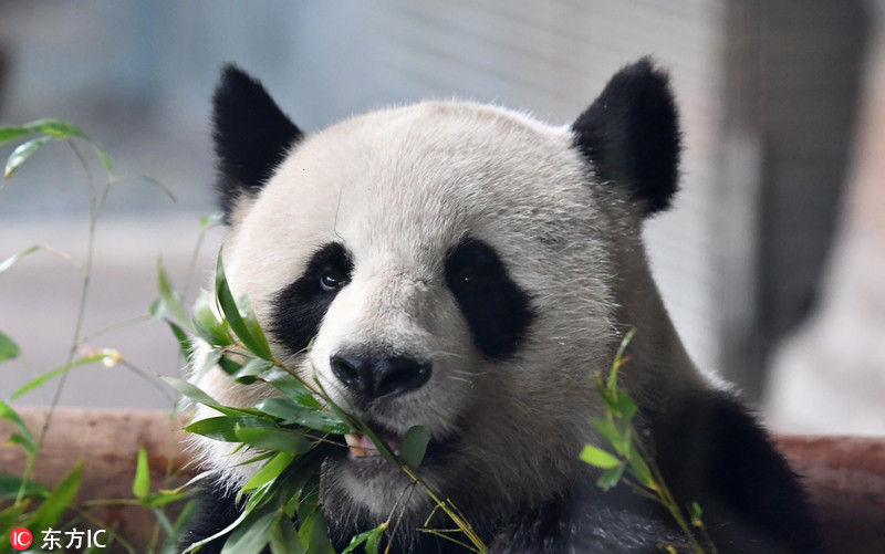 4 旅德大熊猫"娇庆"抱啃竹子 耍宝卖萌胃口好