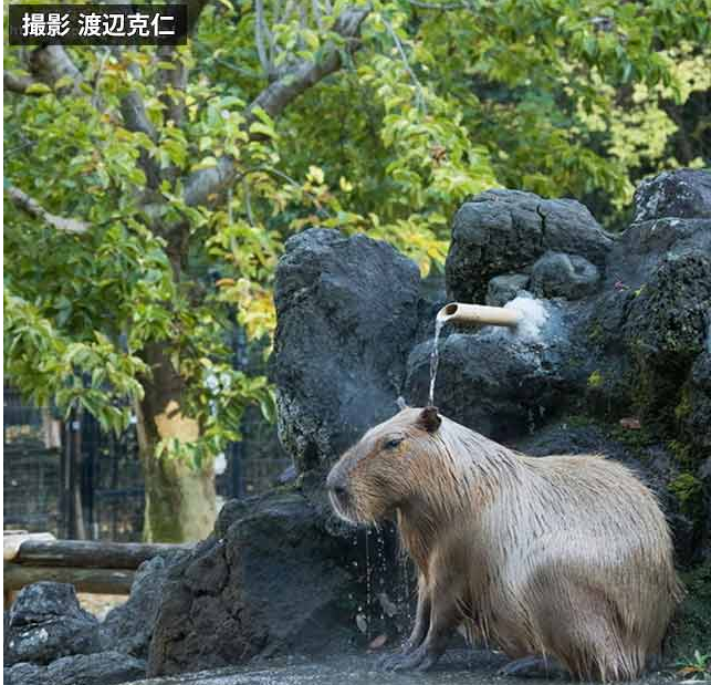 泡温泉的水豚最呆萌 看这表情好享受