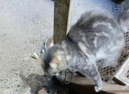 外媒 拴猫涉嫌违法 阿根廷华人被控虐待动物