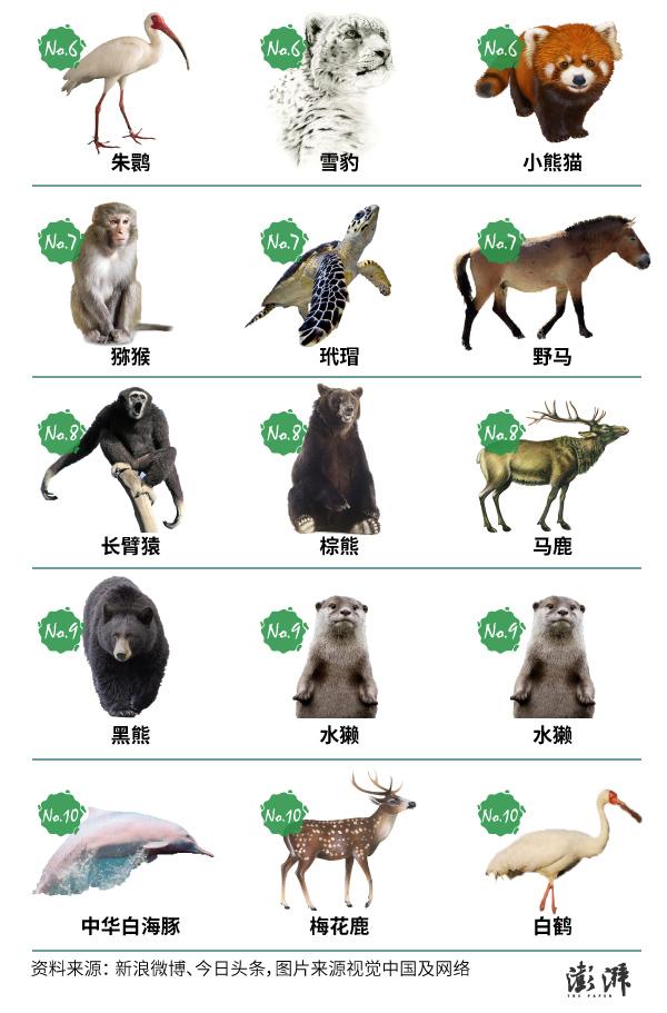 中国国宝动物排名图片