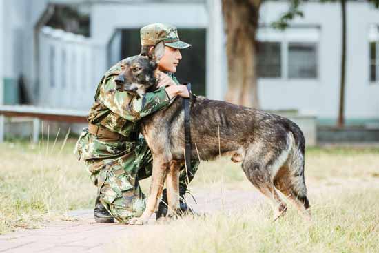 奇兵神犬 大结局姜潮不舍落泪昆龙送惊喜