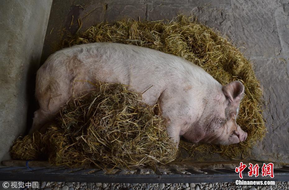 汶川地震猪坚强无法站立腿伤加重卧地不起
