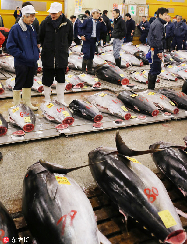 80 日本筑地鱼市巨型金枪鱼拍出210万人民币
