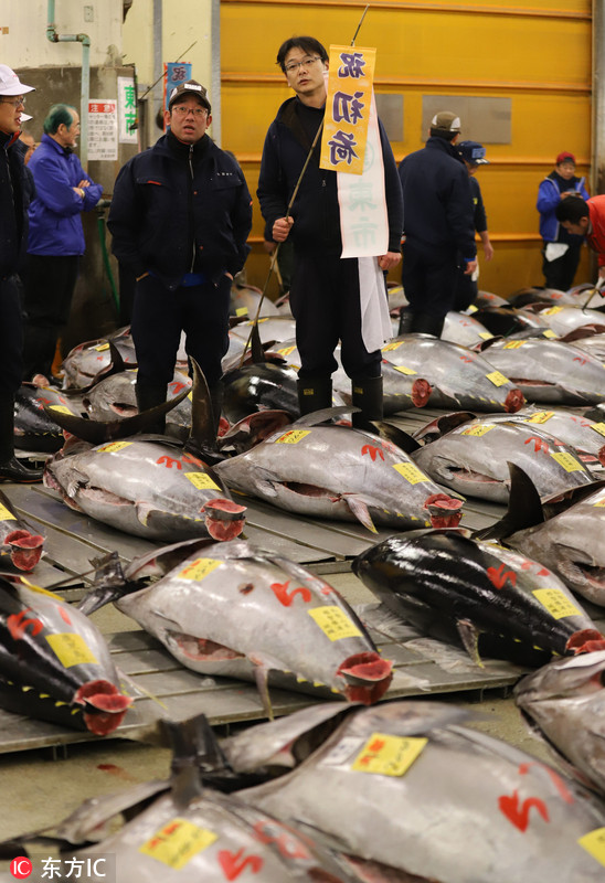 80 日本筑地鱼市巨型金枪鱼拍出210万人民币