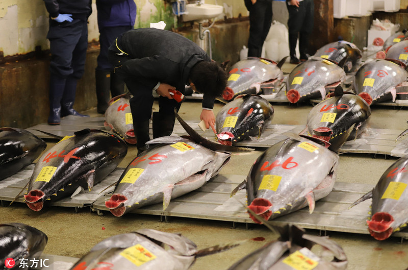 63/80 日本筑地鱼市巨型金枪鱼拍出210万人民币