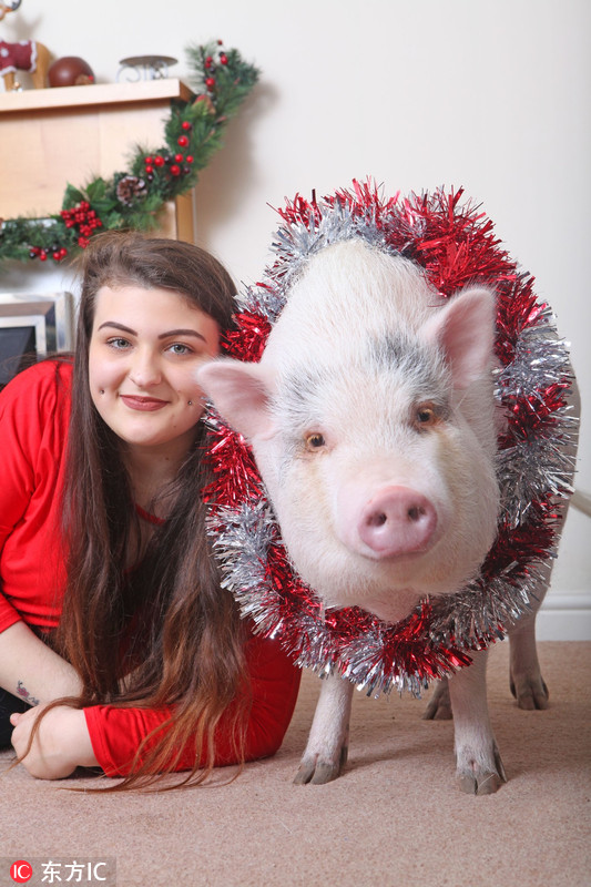 英国大肚猪与主人同吃同住爱吃冰淇淋被称性格成熟