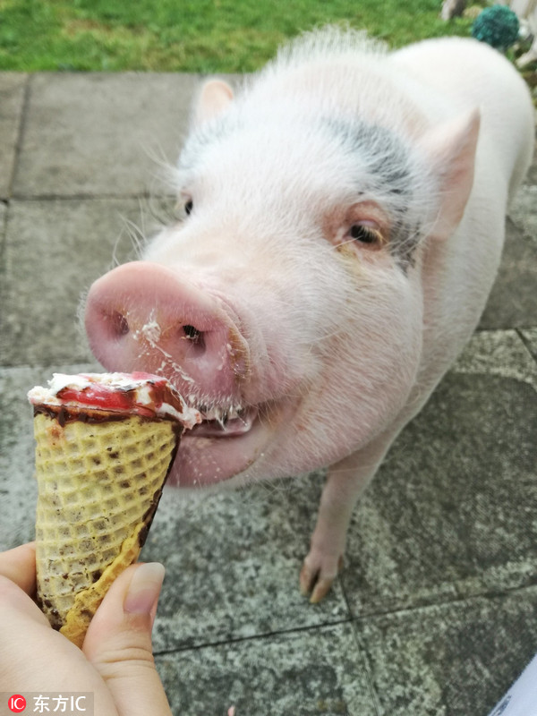 英国大肚猪与主人同吃同住爱吃冰淇淋被称性格成熟