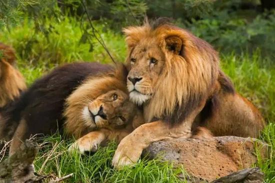 动物同性恋泛滥 科学家:都是因为爱