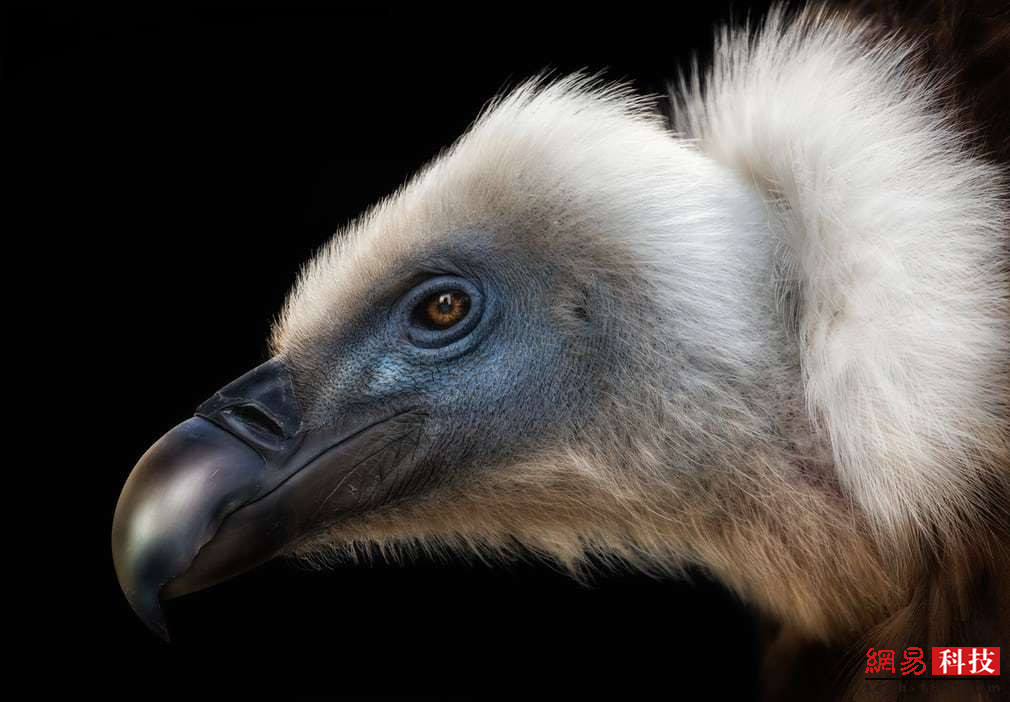 这是摄影师pedro jarque krebs在美国阿拉斯加州拍摄到的秃鹫.